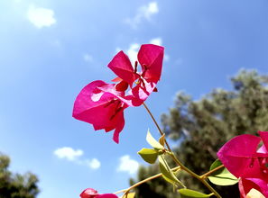 花影摇曳，古诗韵味无穷——探寻花影是什么背后的诗意图景，古诗花影的意思是什么