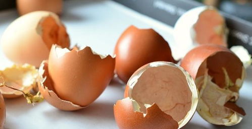 吃完鸡蛋的鸡蛋壳有什么用 专家 扔了你就亏大了