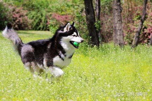 狗瘸了不疼不痒怎么回事 