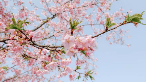 佘山辰山植物园明日开园 实行网络预约购票模式,全国医护人员凭证免票