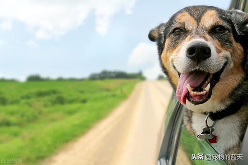 狗狗坐车都喜欢把头伸出窗外,难道它们真的是在欣赏风景吗