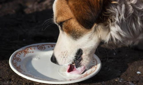 很多铲屎官喜欢给狗喂奶,那么狗能不能喝酸奶呢