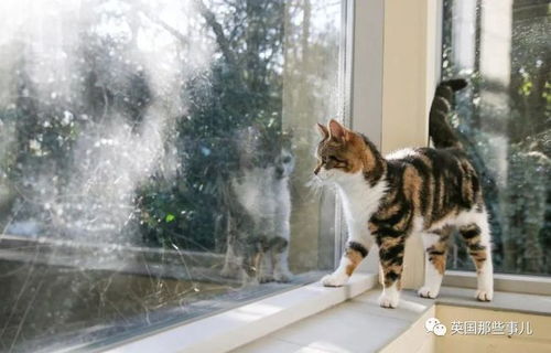 澳洲城市禁止散养家猫,要求猫全天在家 市民气炸 猫的自由呢