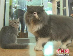 南京一咖啡馆内养猫 市民可与猫咪近距离 约会 