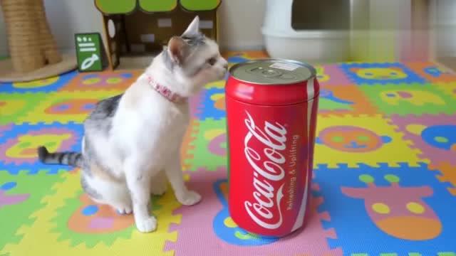 一只想喝可乐的猫,差点就被可乐给喝了,太搞笑了 