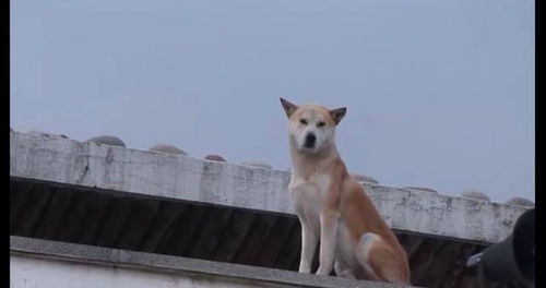 狗妈妈意外去世被埋在后山,小狗每天坐在楼上平台往外望,好悲伤