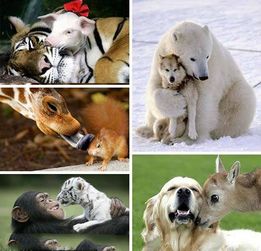 动物界中跨越 种族 的友情,令人倍感温馨