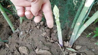 这几种蔬菜割茬吃,种一次收好多年,比种韭菜收获还多 