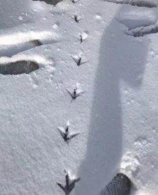 雪后雪地上小动物的脚印 米粒分享网 Mi6fx Com