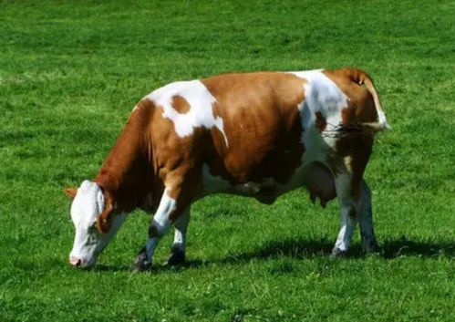 牛不好好吃草是啥原因 瘦牛不爱吃草怎么办 注意做好这三点