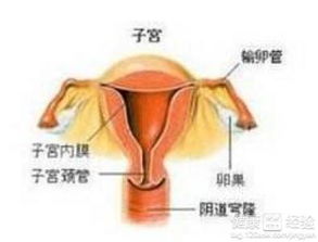 多囊卵巢是怎样影响怀孕的