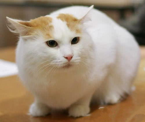 国宝级小猫咪,随意贩卖牢底坐穿,身价超级高的土耳其梵猫