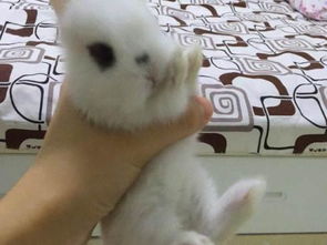 侏儒兔成年后会长多大 多少斤 