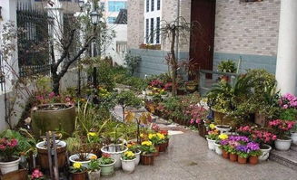 庭院花卉种植品种,北方耐寒庭院露天越冬绿植花卉？