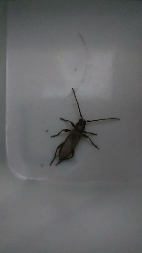 家里最近有好多小虫子类似蟑螂但比蟑螂瘦小会飞是什么呀 