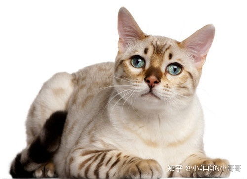 猫总是流眼泪是什么原因(猫猫老是流眼泪怎么办)