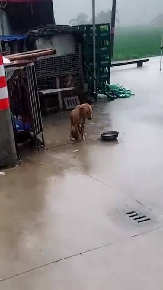 可怜的狗,为什么下雨不知道进去躲雨呢 