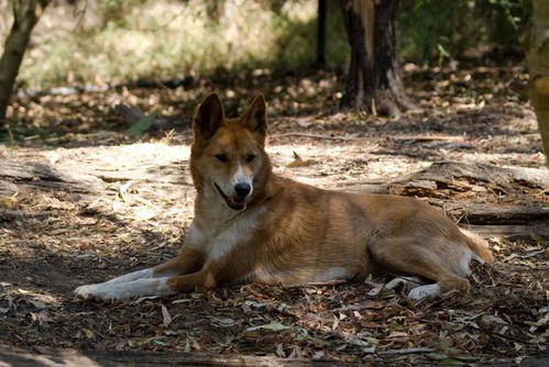 原创 澳洲野犬 东亚人没做到的征服澳洲,东亚的狗做到了