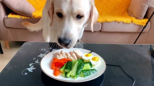 给狗子搭配的营养餐,结果它只吃自己喜欢的,也太挑食了吧 