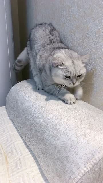 放着猫抓板不用,猫咪非要把沙发当猫抓板使,这猫还有救吗 