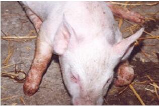临床症状猪伪狂犬病表现有四大症状,如何科学诊断和防治