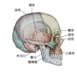 颅骨分哪几部分 分别包括哪些骨 