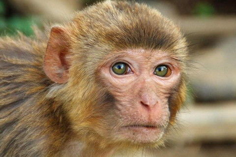 1944年属猴人2021年运势女 44年出生78岁生肖猴女2021年运程如何
