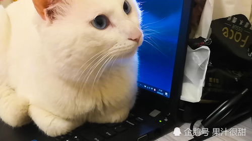 特别喜欢蹲电脑键盘的大白猫咪,电脑打开,它必来 
