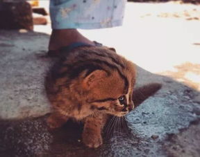 世界上最小的猫咪,体重只有1公斤巴掌大小,视力是人的6倍