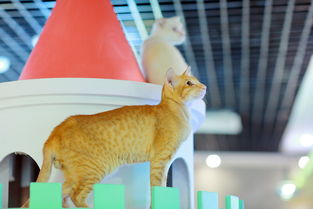 广州地王广场猫主题餐厅