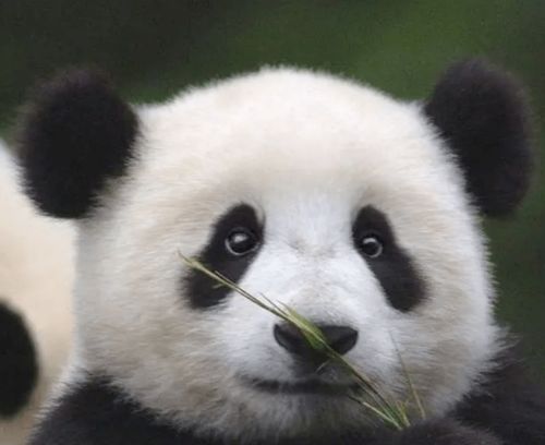 你知道国宝大熊猫爱吃什么竹子吗
