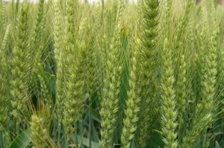 河北高产小麦品种,石家庄高产早熟小麦有哪些品种？