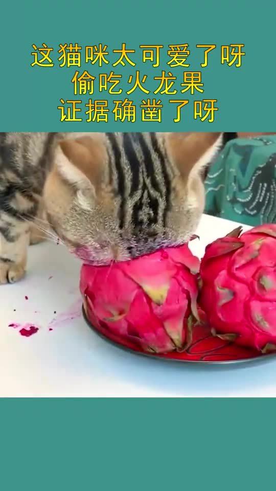 这猫咪太可爱了,偷吃火龙果,证据太明显了 