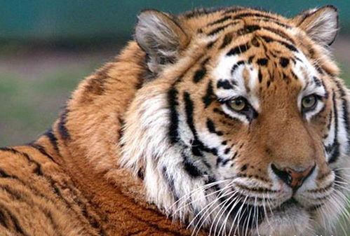 老虎的十大特征及作用 能治愈疾病,夜视能力是人的6倍