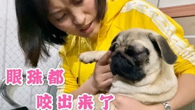 小小年纪不学好却学会了咬人的巴哥犬