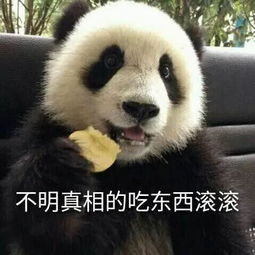 关于熊猫这个全世界最可爱的处女座战兽,我们把它的蠢萌伪装揭掉了