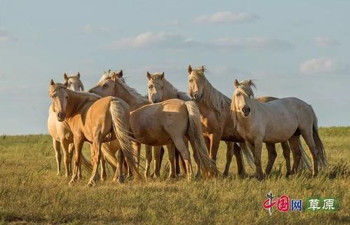 蒙古族与马的不解之缘