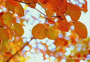 树叶黄了怎么弄好看图片 秋天的红叶子怎么拍好看