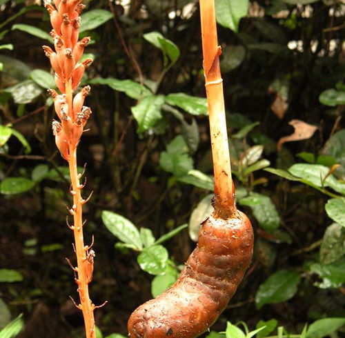 专家建议种天麻，天麻种植技术与栽培管理(天麻种植百度百科)