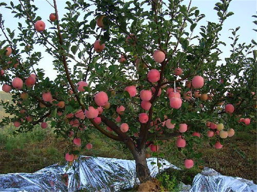 早春苹果挨一刀是指苹果树的刻芽早春苹果挨一刀是指苹果树的刻芽其作用是