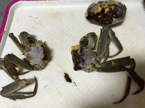 螃蟹上壳是黑灰的东西是什么 能吃吗 
