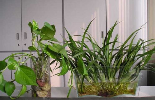 养花技巧 家庭水养植物烂根的原因分析和处理方法