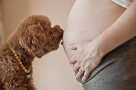还有人在问孕妇能不能养狗 这些注意事项搞清楚了吗