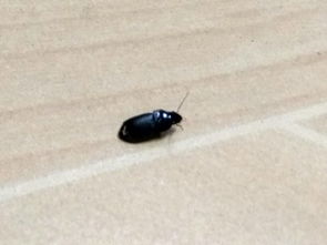 我家晚上有几只这样的虫子,会飞,请大家帮忙看看这是什么虫子 