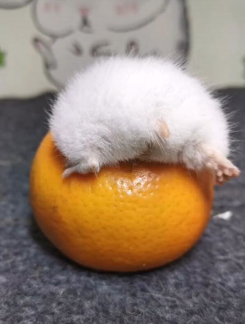 小仓鼠跑进橘子里面,主人看了之后 无法淡定了
