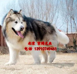 阿拉斯加犬纯种幼犬出售,巨型犬阿拉斯加狗狗,熊版阿拉斯加 
