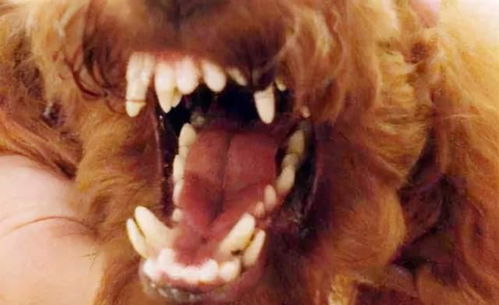 狗狗牙齿管不好,当心长 双排牙 ,对狗危害大