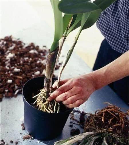 养花时间久了易 板结 ,及时换个盆,植物长得旺