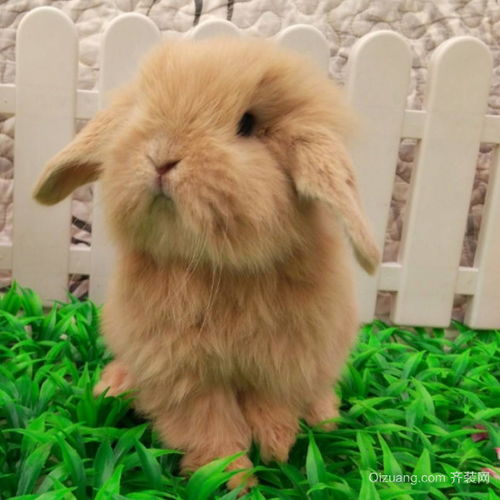 荷兰垂耳兔多少钱一只 荷兰垂耳兔认人吗 荷兰垂耳兔吃什么 