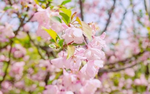 3月下旬,企图挽回,主动示弱,三大星座,敞开心怀,再度接纳 犯错 